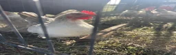 Chickens poultry for sale: 5 Serama hens & cock, perfect set up in Tilbury - Advert 10