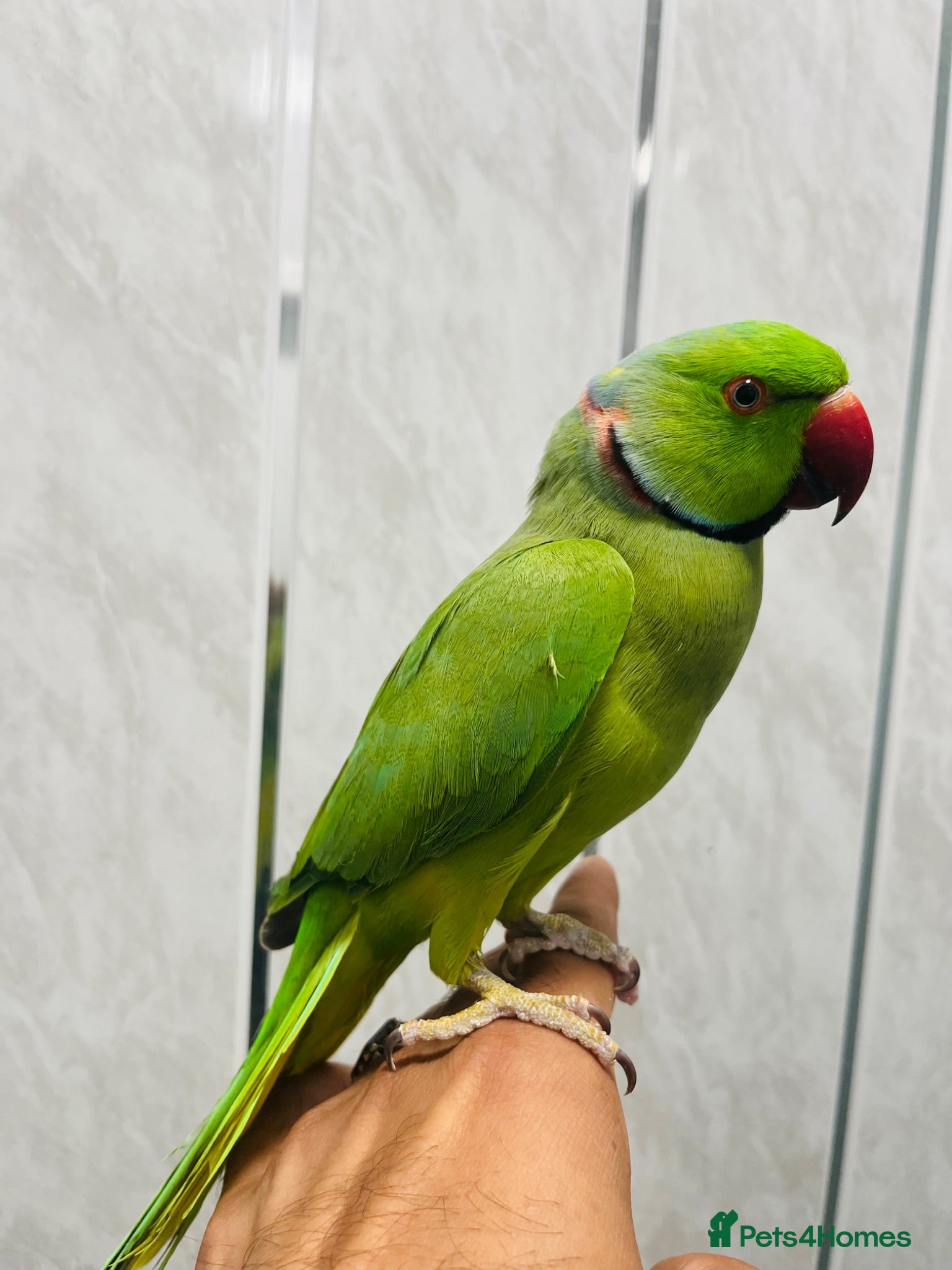 Ringnecks birds Ringneck Parrot to go  - Advert 1