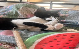 British Shorthair cats for sale: Adorable Male Black and White Kitten - Image 13