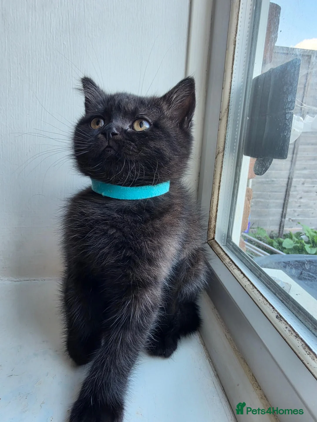 British Shorthair cats for sale: British Shorthair  - Advert 1