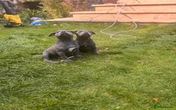 Staffordshire Bull Terrier dogs for sale: OUR PUP REGGIE KC BLUE STAFFORDSHIRE BULL TERRIER - Image 6