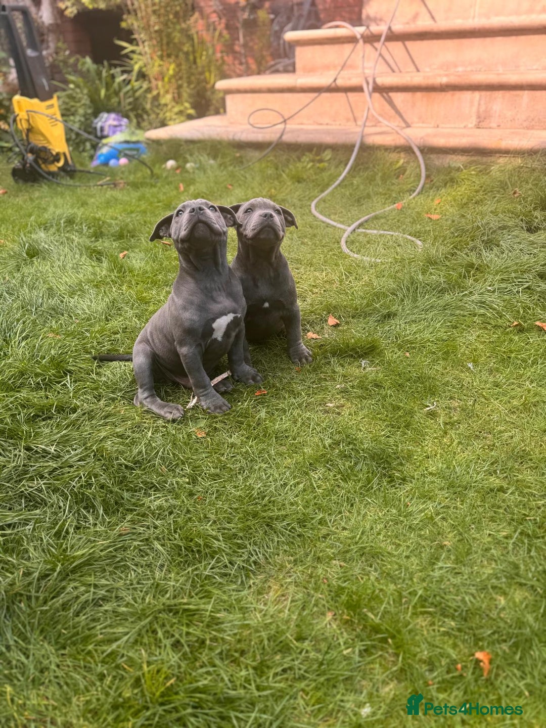 Staffordshire Bull Terrier dogs for sale: OUR PUP REGGIE KC BLUE STAFFORDSHIRE BULL TERRIER - Image 6