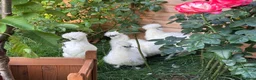 Mixed Breed birds for sale: Silky Chickens  in Oxford - Advert 3