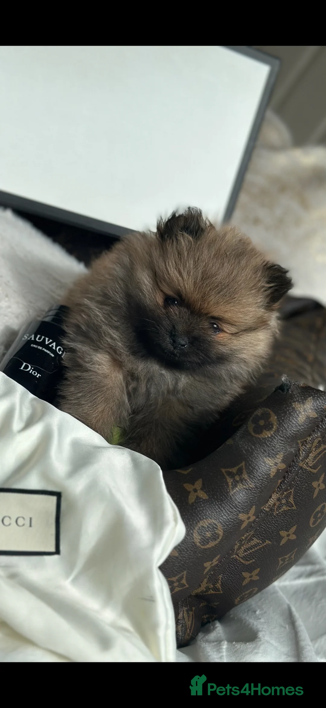 Pomeranian dogs for sale: Miniature true Pom boy  ** 🤍 - Advert 1