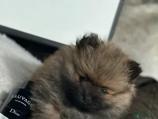 Pomeranian dogs Miniature true Pom boy ** 🤍 - Advert 1