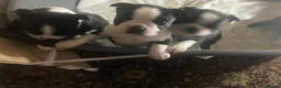 Boston Terrier dogs for sale: 3 female Boston Terrier ready to go - Advert 6