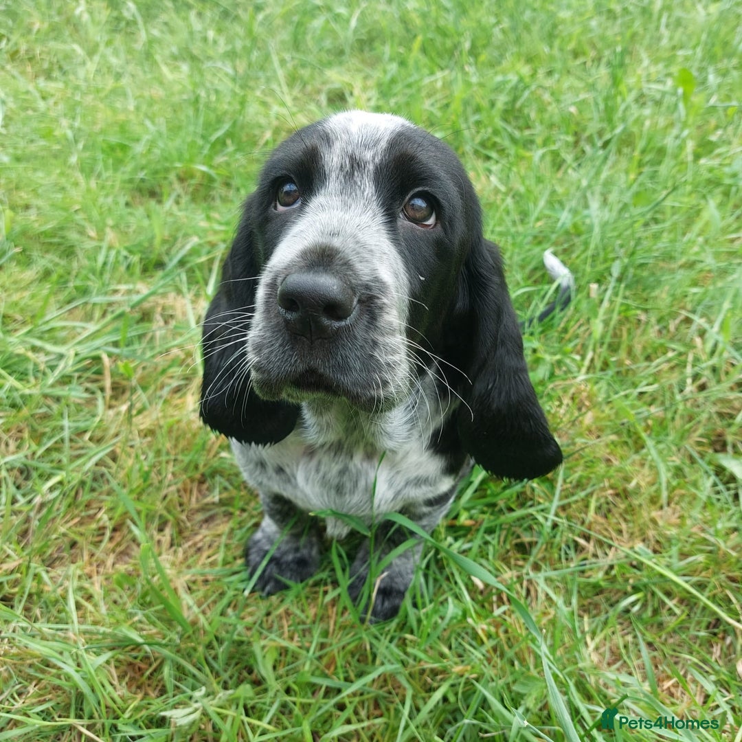 Mixed Breed dogs for sale: Basset x cocker puppies - Image 10