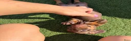 Miniature Dachshund dogs for sale: Miniature dachshund puppies  in Bridgwater - Advert 13