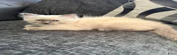 Ragdoll cats for sale: Beautiful blue point ragdoll - Advert 5