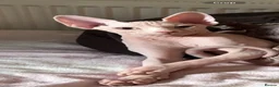 Sphynx cats for sale: Urgent Rehoming Canadian Sphynx  - Advert 7