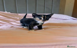 Domestic Shorthair cats for sale: Adorable Tortoiseshell Kittens - Image 3