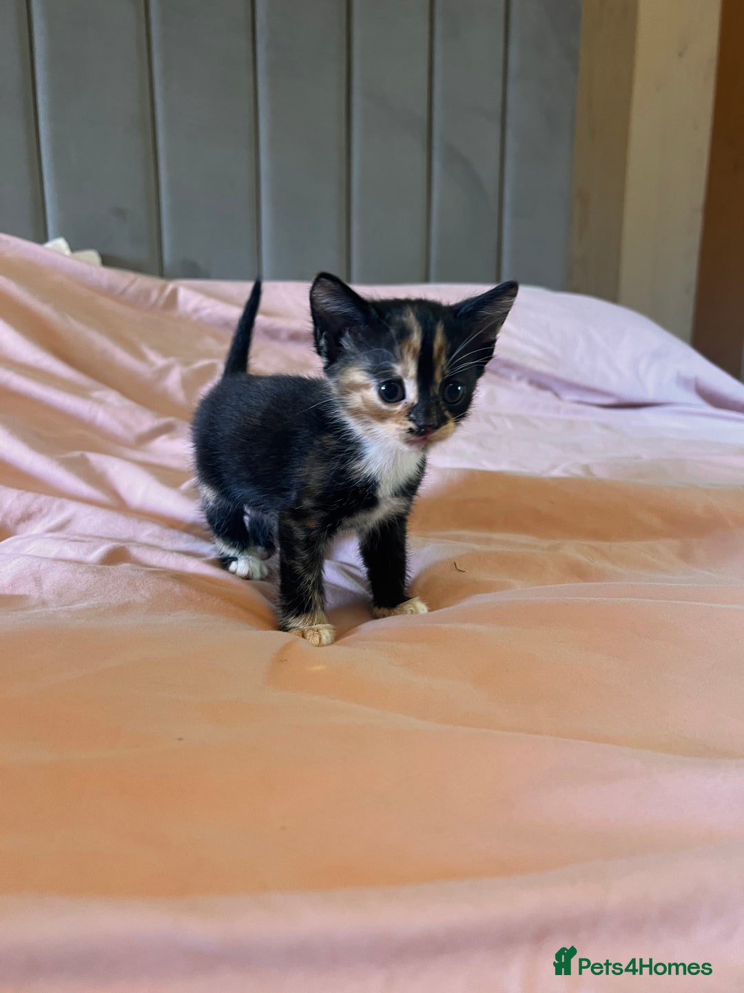 Domestic Shorthair cats for sale: Adorable Tortoiseshell Kittens - Image 3
