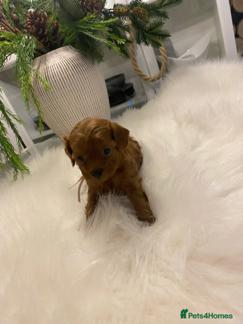 Maltipoo dogs 🌟 Luxury Rare Brown Asian Teddy Maltipoo - Advert 4