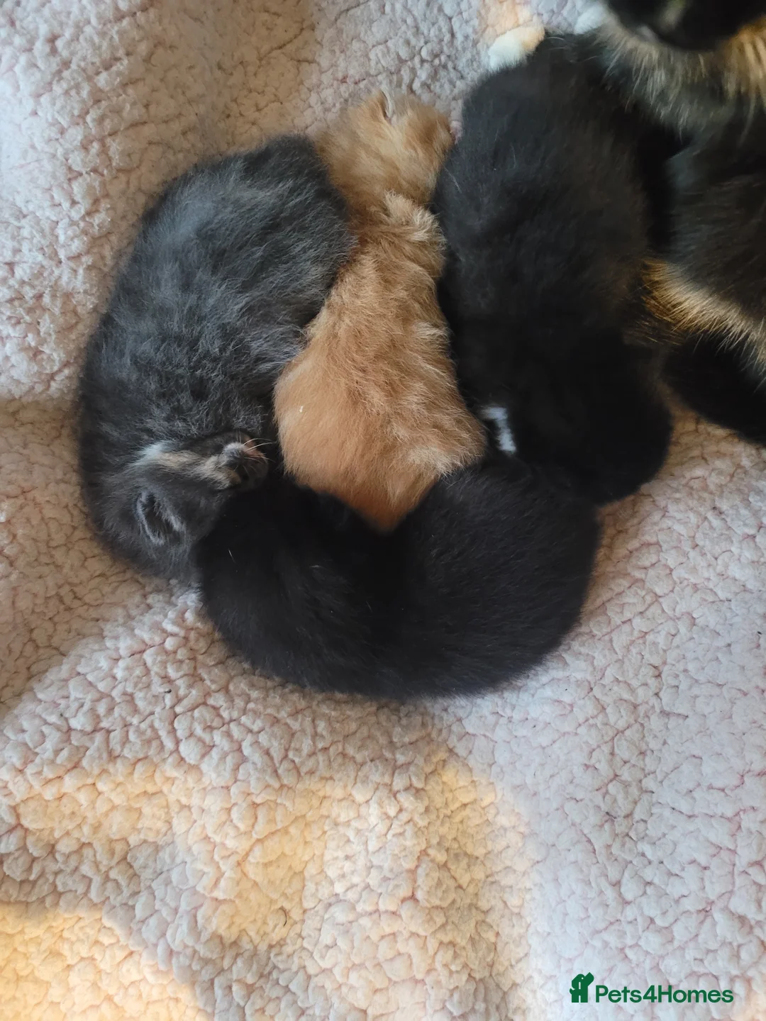 Mixed Breed cats for sale: 4 beautiful kittens  - Advert 3