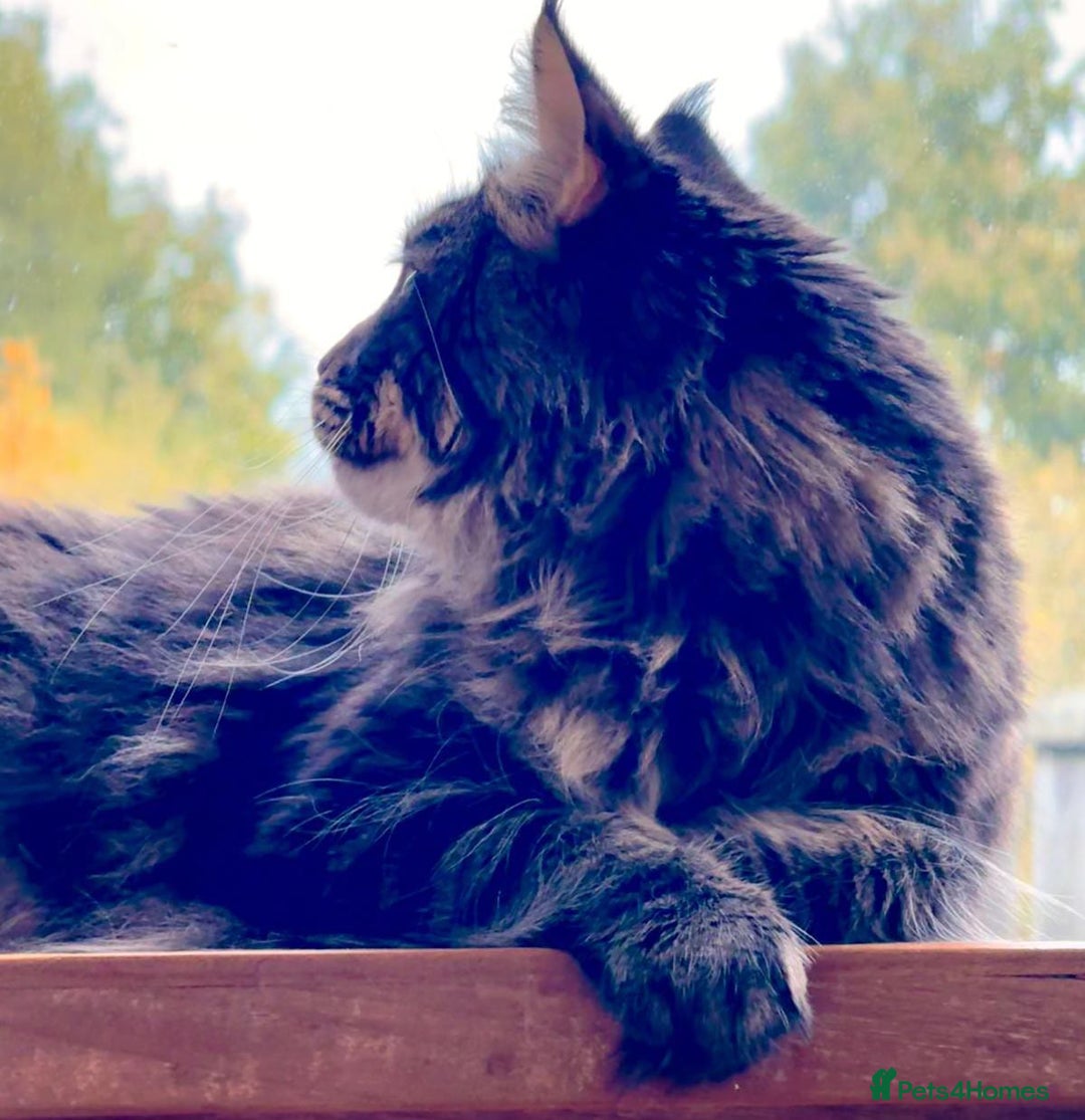 Maine Coon cats for sale: Beautiful Maine Coon Male - Image 16
