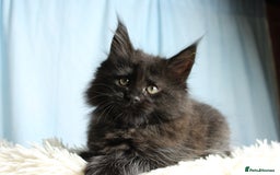 Maine Coon cats for sale: 🔥Stunning Maine Coon kittens🔥 - Image 21