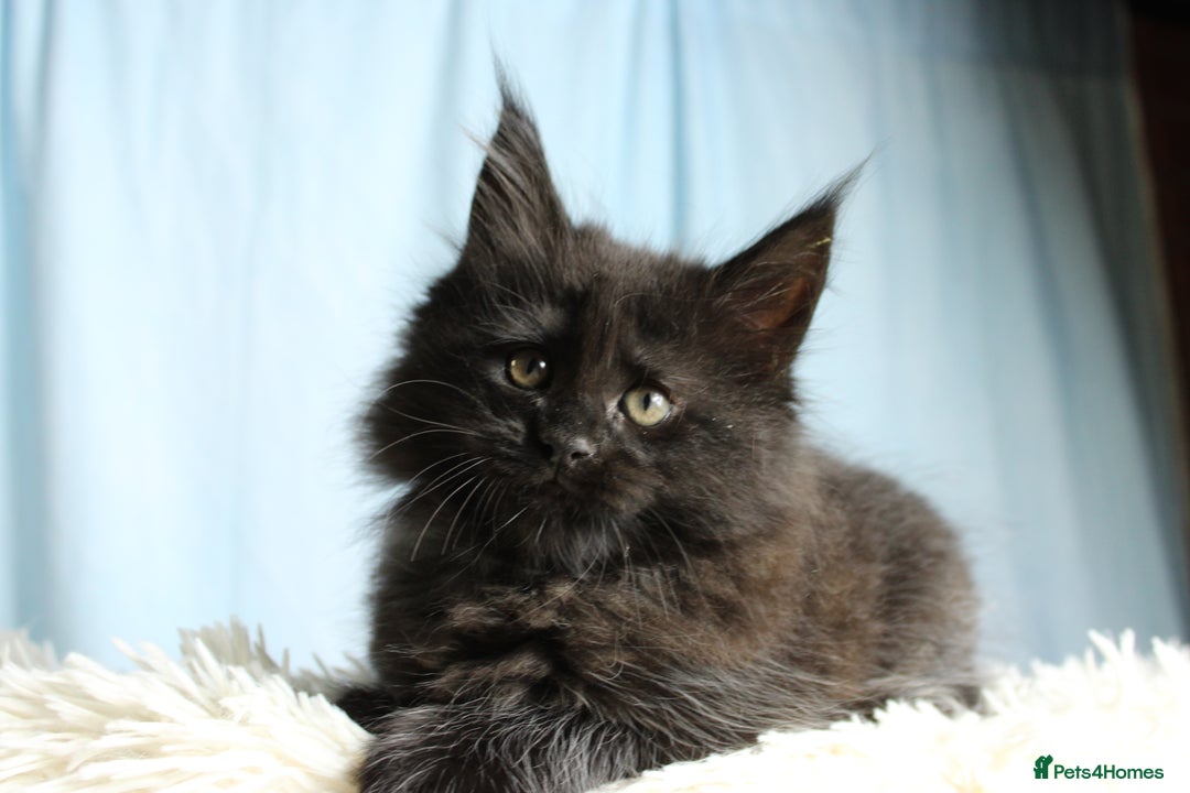 Maine Coon cats for sale: 🔥Stunning Maine Coon kittens🔥 - Image 21