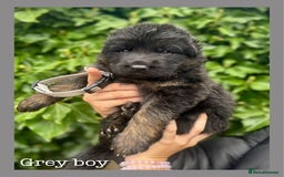 German Shepherd dogs for sale: GSD puppies' fluffy coats - Image 6