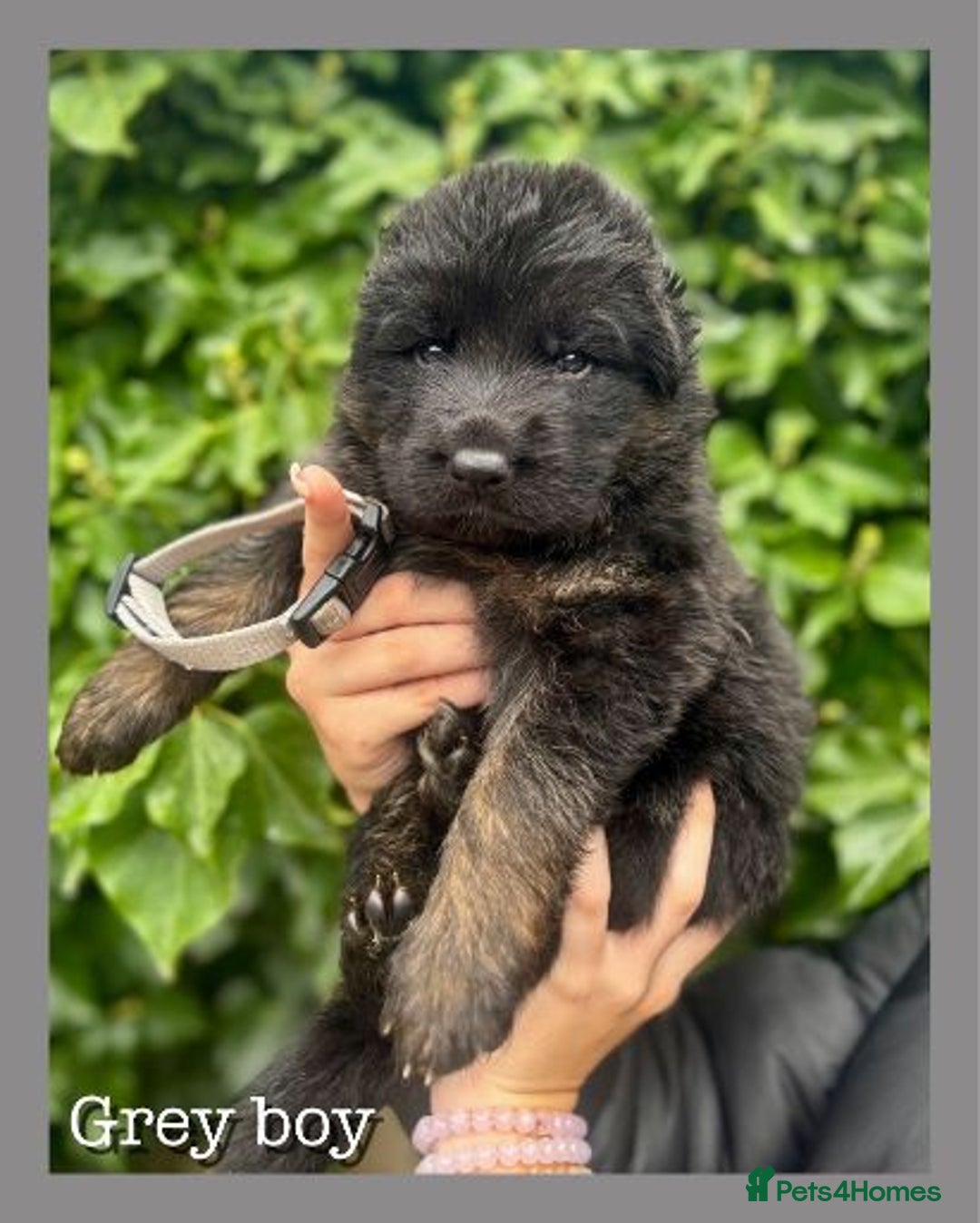 German Shepherd dogs for sale: GSD puppies' fluffy coats - Image 6