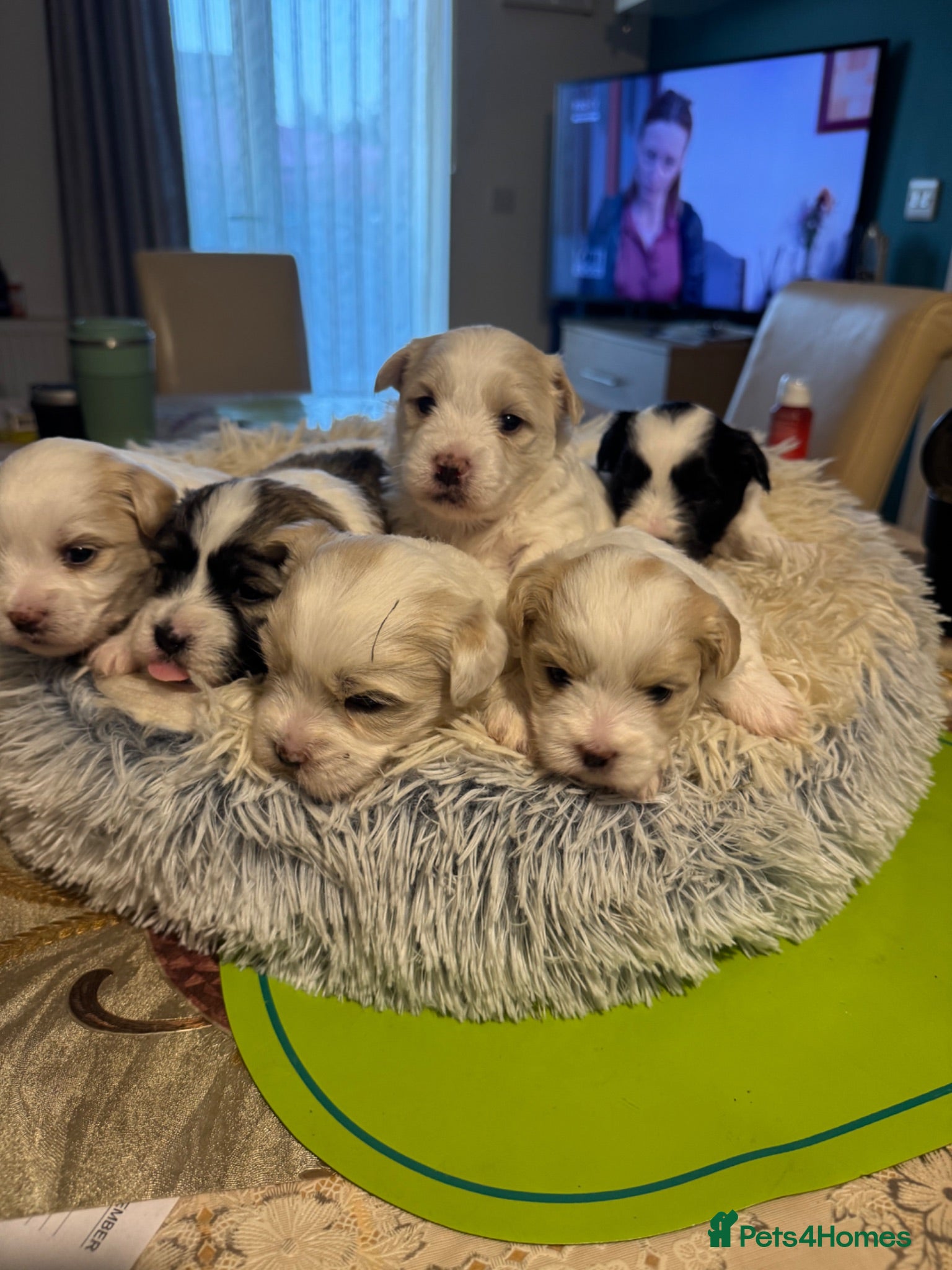 Mixed Breed dogs Bichon Frise x Bichon Boloneze - Advert 4
