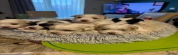 Mixed Breed dogs for sale: Bichon Frise x Bichon Boloneze - Advert 2