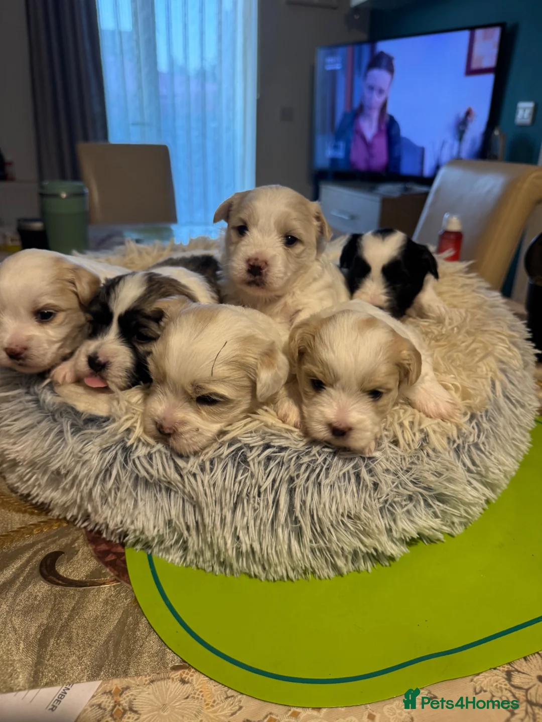 Mixed Breed dogs for sale: Bichon Frise x Bichon Boloneze - Advert 2