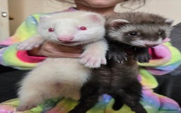 Ferret rodents for sale: Cute pet ferrets, only 2 left - Image 1