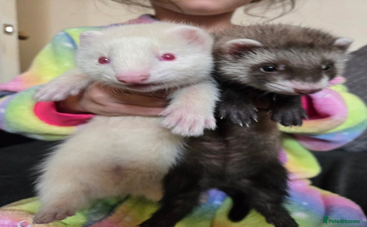 Ferret rodents - Advert 14