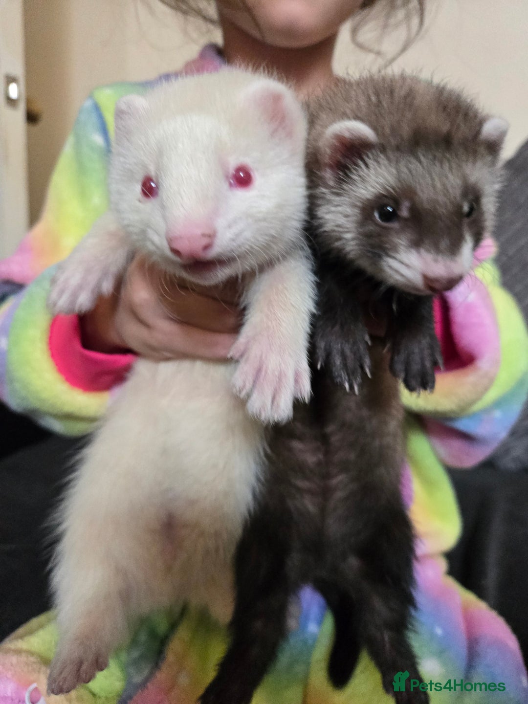 Ferret rodents for sale: Cute pet ferrets, only 2 left - Image 1