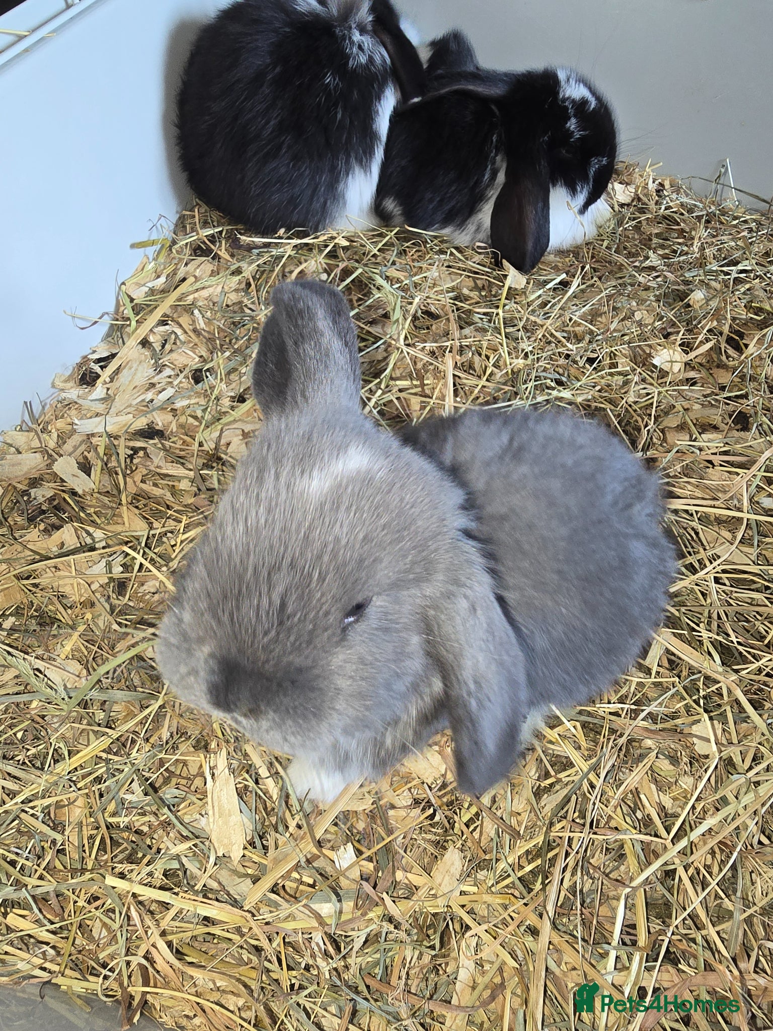 French Lop rabbits Pedigree french lop - Advert 2