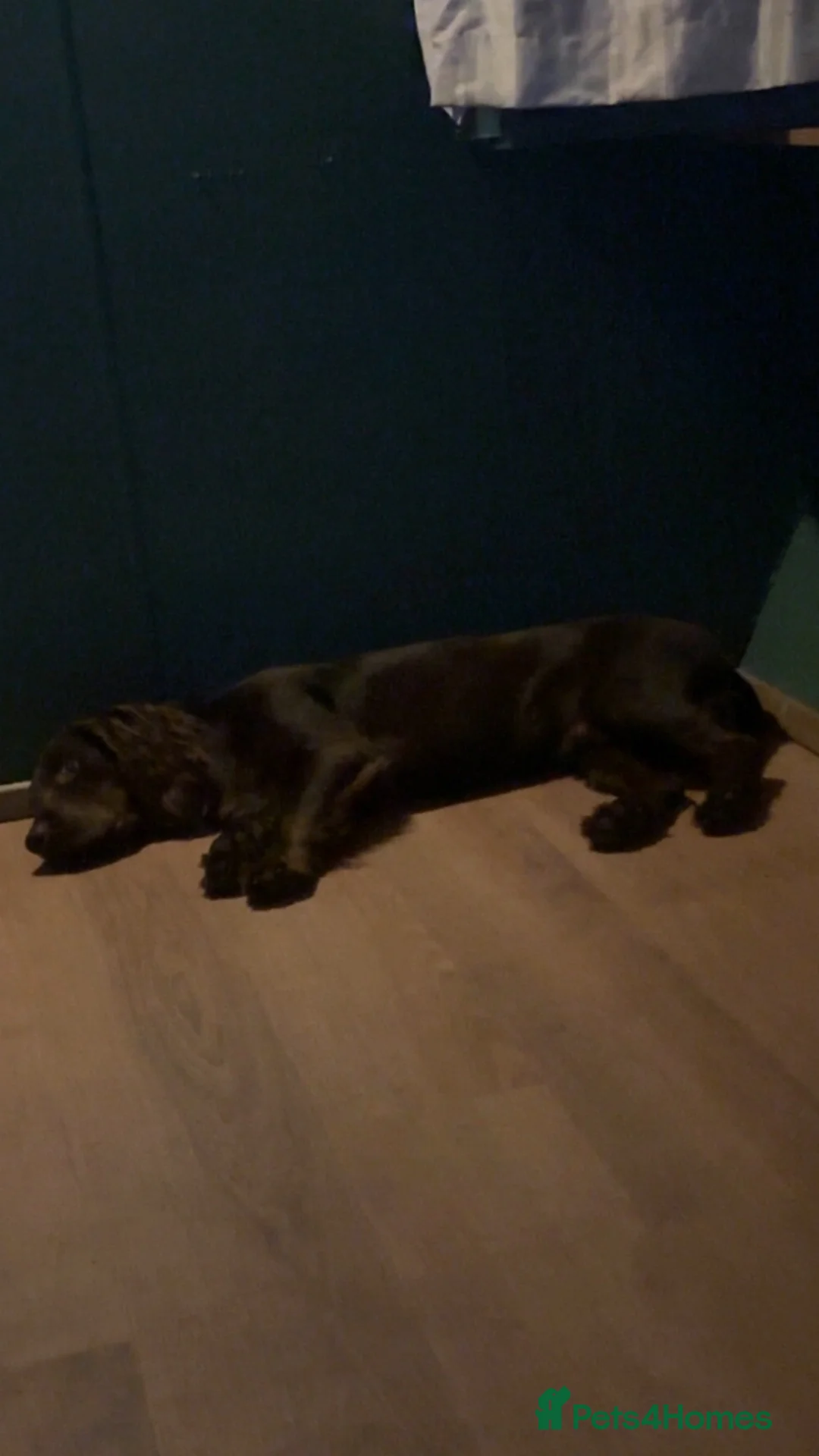 Cocker Spaniel dogs for stud: Male cocker Spaniel stud (Bandit) in Wakefield - Advert 2