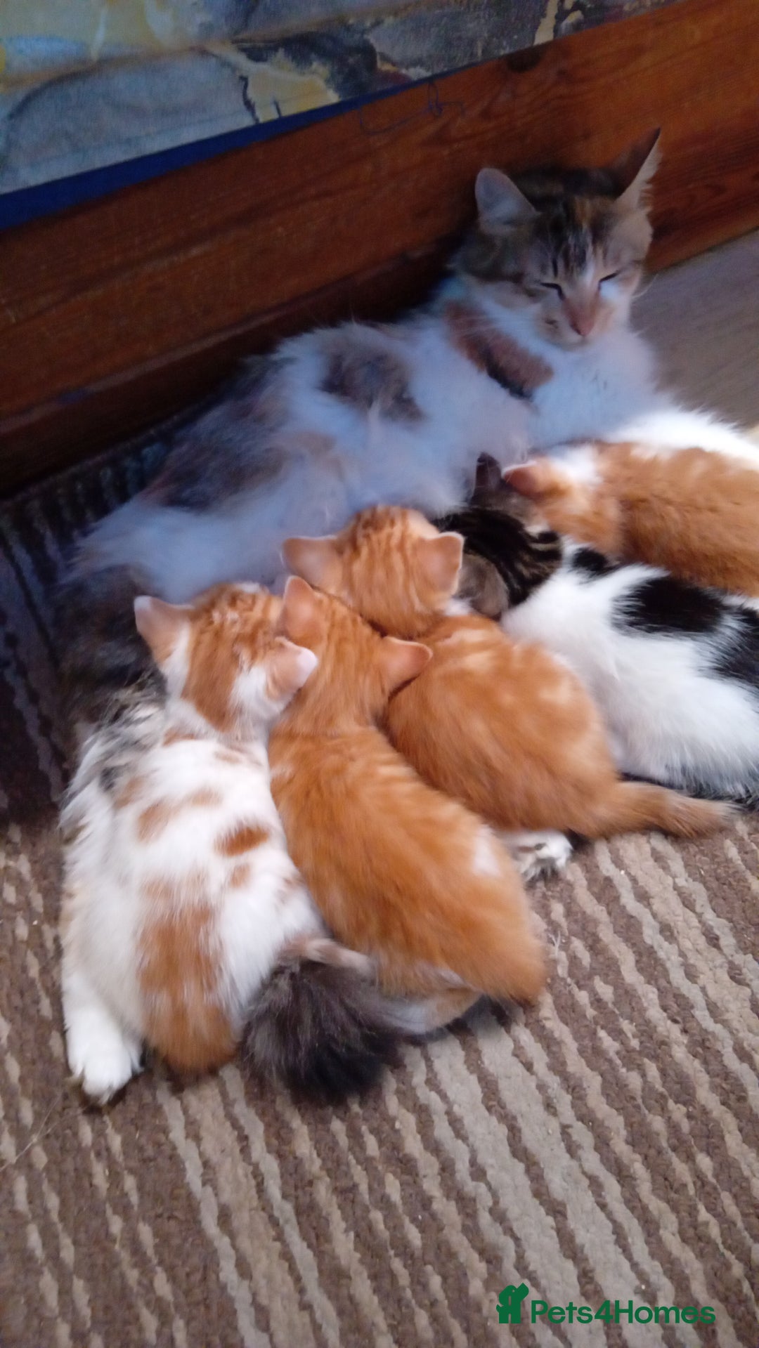 Mixed Breed cats for sale: Friendly kitten - Image 22