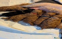Cavapoo dogs for sale: Beautiful Cavapoo X toy poodle puppies  - Image 1