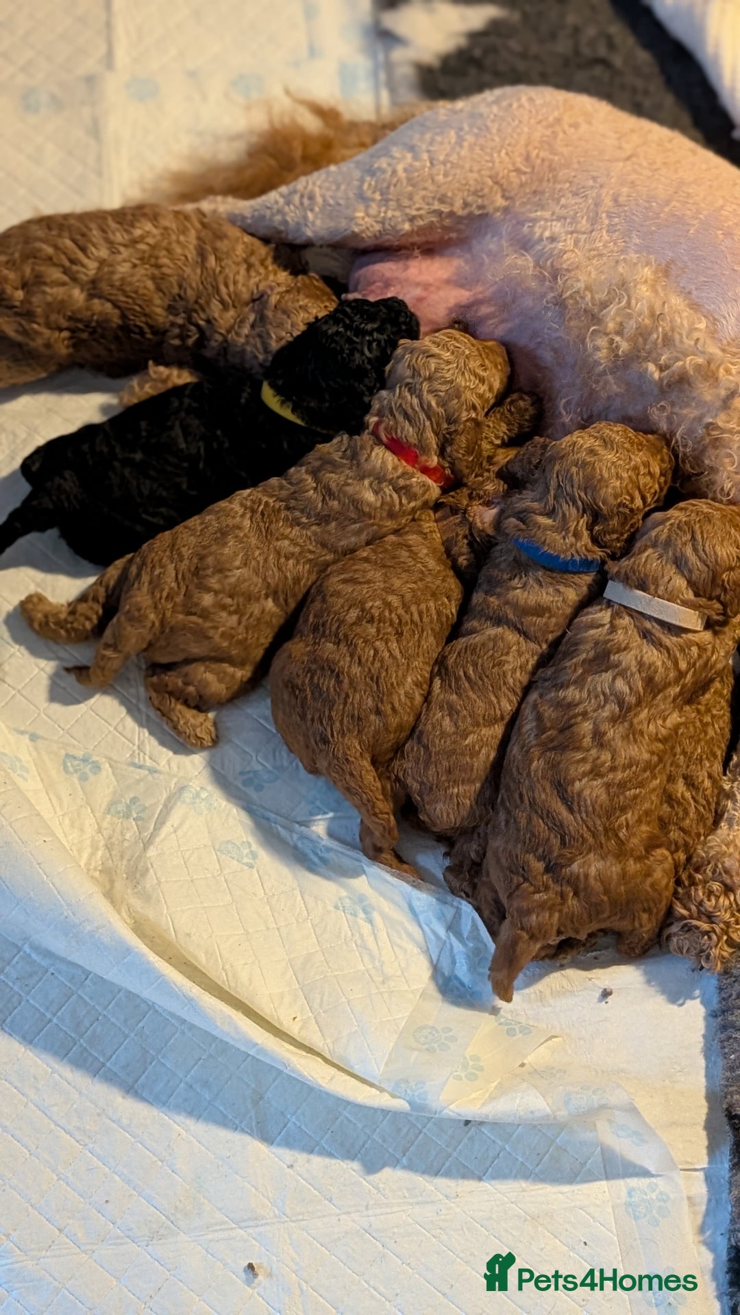 Cavapoo dogs for sale: Beautiful Cavapoo X toy poodle puppies  - Image 1