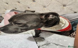 Staffordshire Bull Terrier dogs for sale: Male Staffie approx 2 years old - Advert 4