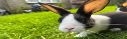Dutch rabbits for sale: Cute Dutch Bunnies, Mixed Gender! :) in Blackburn - Advert 7