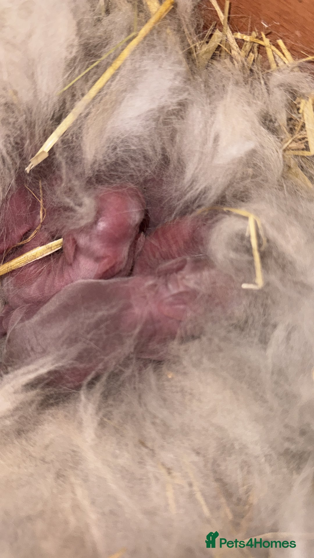 Lionhead rabbits for sale: ✨ Lionhead Bunnies  ✨ - Advert 6