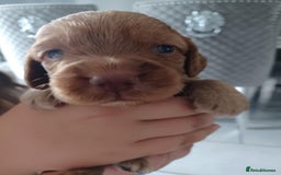 Cocker Spaniel dogs for sale: Kc registered cocker spaniel puppies - Image 24