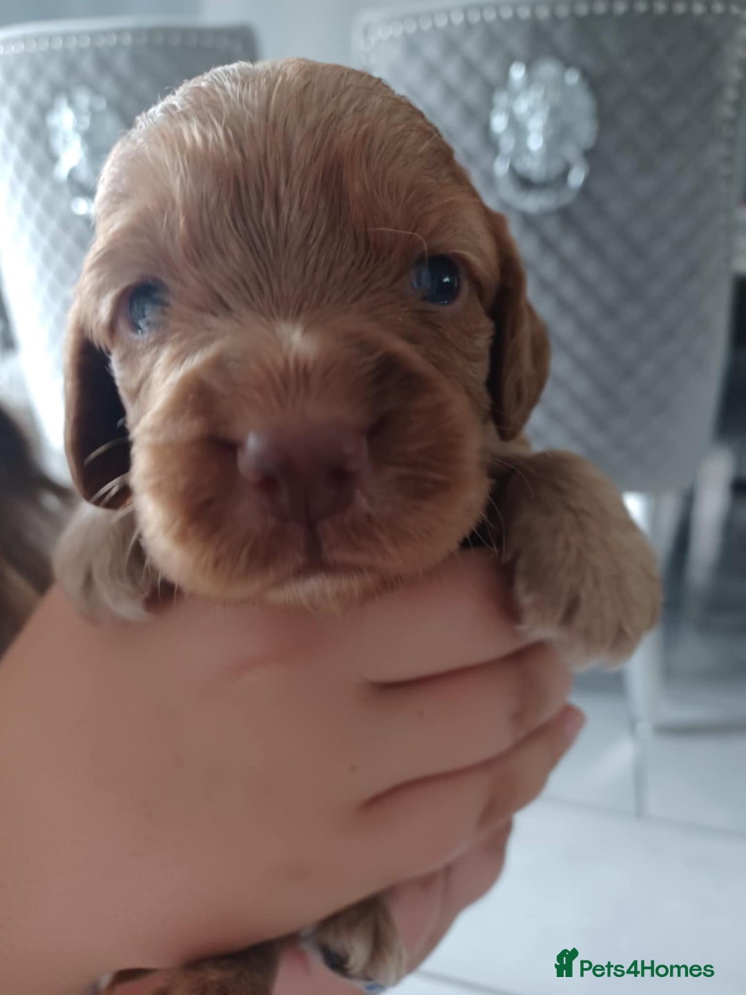 Cocker Spaniel dogs for sale: Kc registered cocker spaniel puppies - Image 24