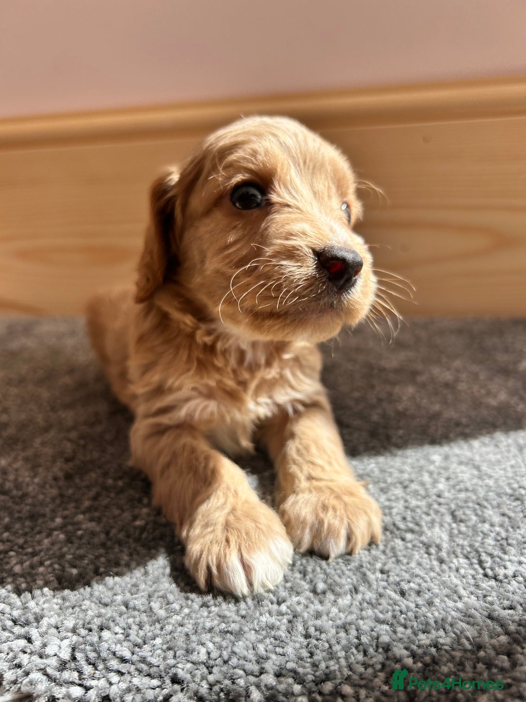 Cockapoo dogs for sale:  🐾F1 Cockapoo Puppies🐾READY NOW🐾 - Image 13
