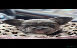 French Bulldog dogs for sale: 1 Year old Fluffy Frenchie - Image 1