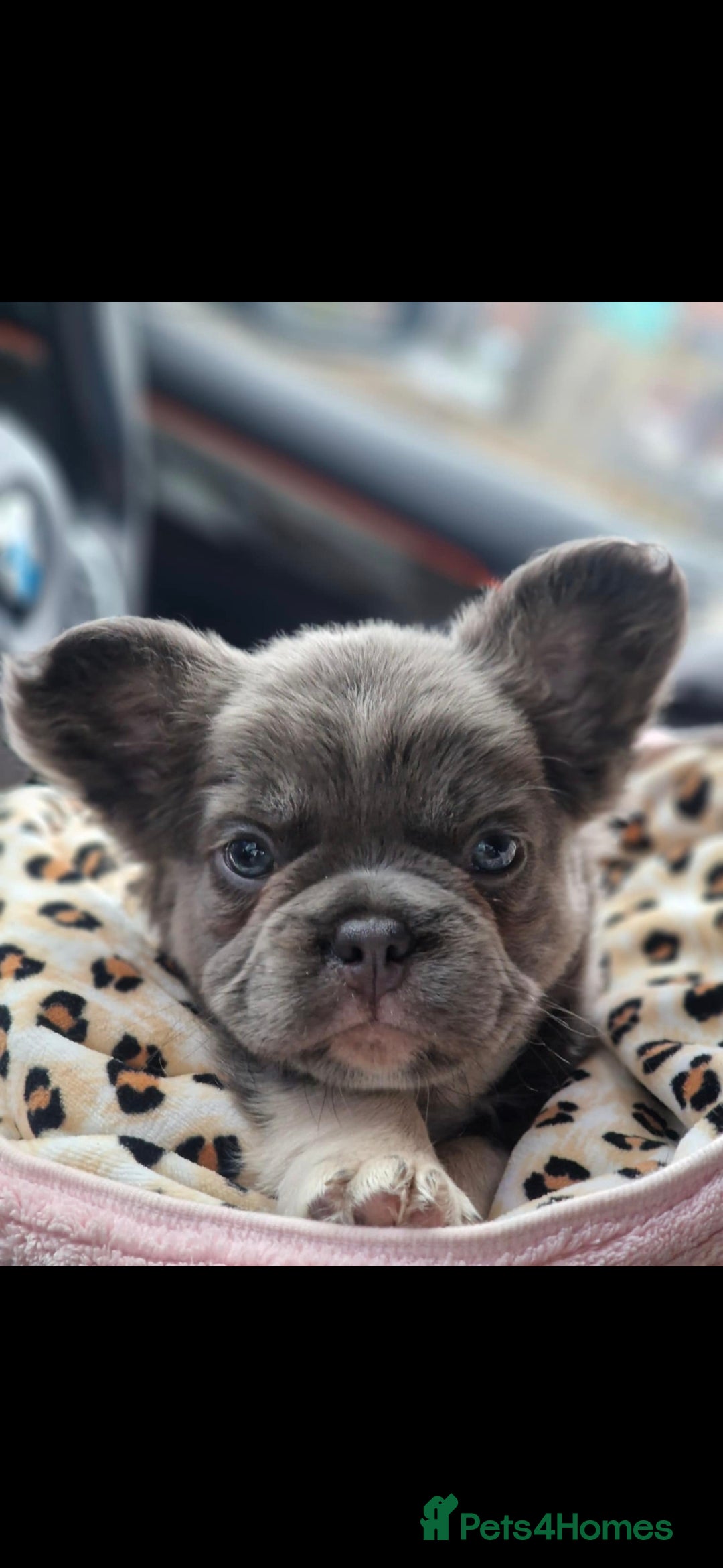 French Bulldog dogs for sale: 1 Year old Fluffy Frenchie - Image 1