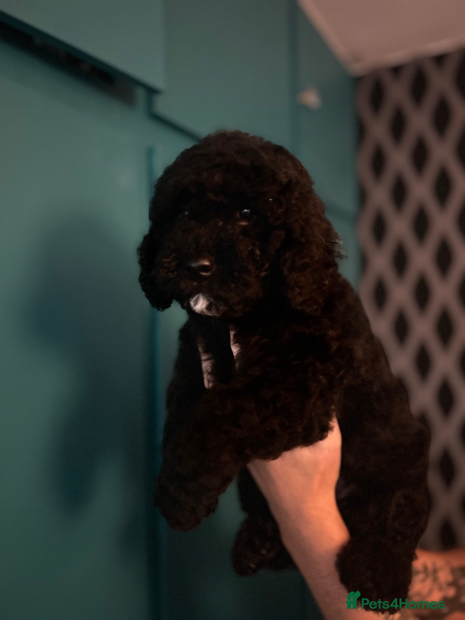 Cavapoochon dogs Exceptional Cavapoochon Boys 2 left - Advert 2