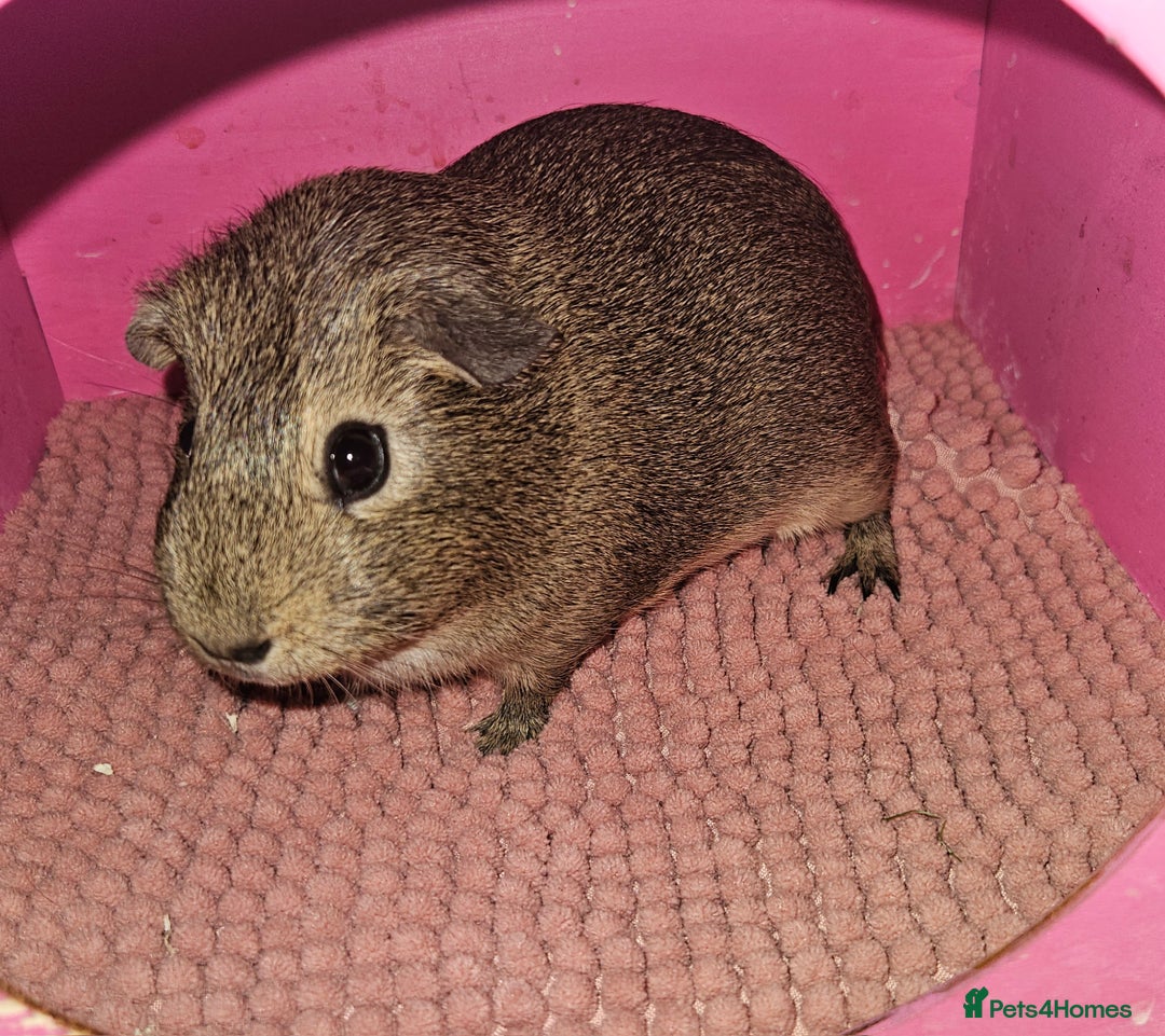 Guinea Pig rodents for sale: 5 month old sow - Advert 3