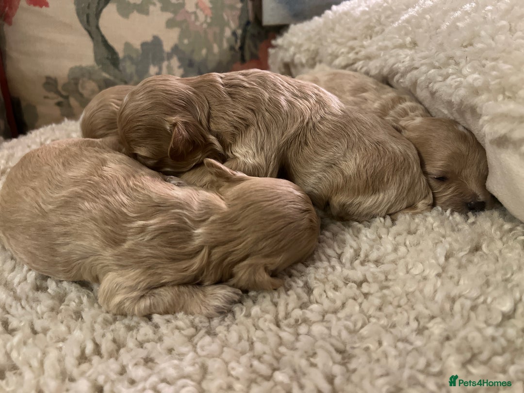 Maltipoo dogs for sale: family pet litter Mini Maltipoo puppies  - Advert 2