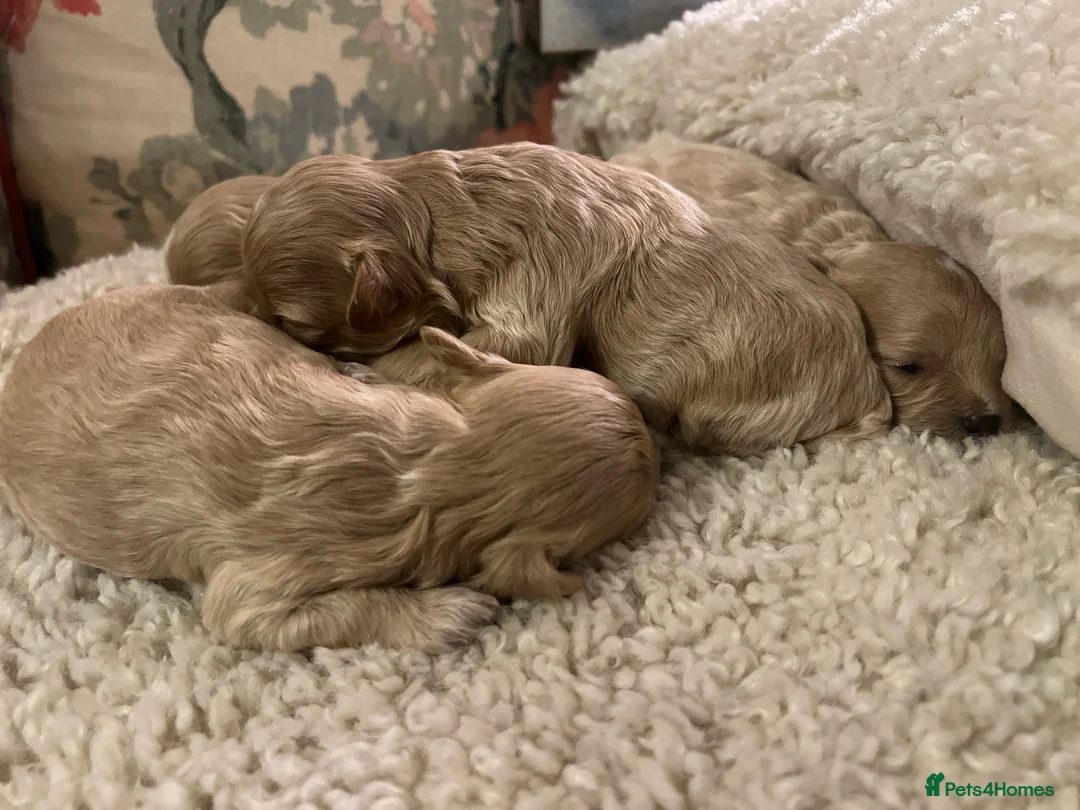 Maltipoo dogs for sale: family pet litter Mini Maltipoo puppies  - Advert 2