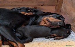 Dobermann dogs for sale: Dobermann Puppies - Image 8