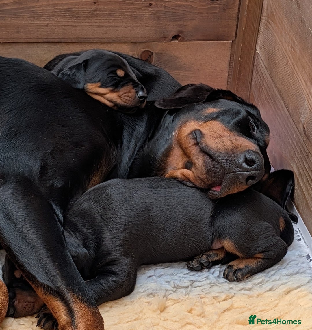 Dobermann dogs for sale: Dobermann Puppies - Image 8