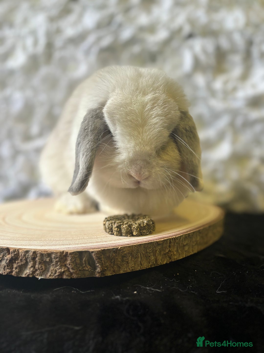 Mini Lop rabbits for sale: Mini Lop Doe/ READ BIO - Image 2