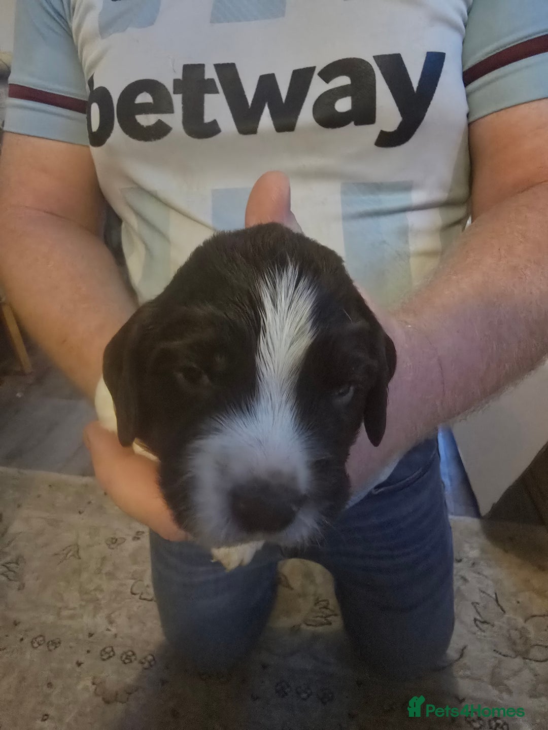 English Springer Spaniel dogs for sale: English Springer Spaniel liver & white pups - Advert 15